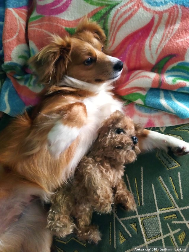 Пополнение семейства или — Домашние фото авторских игрушек: Тедди (фото 9)