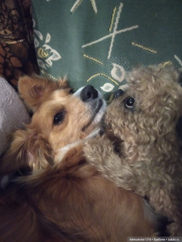 Пополнение семейства или — Домашние фото авторских игрушек: Тедди