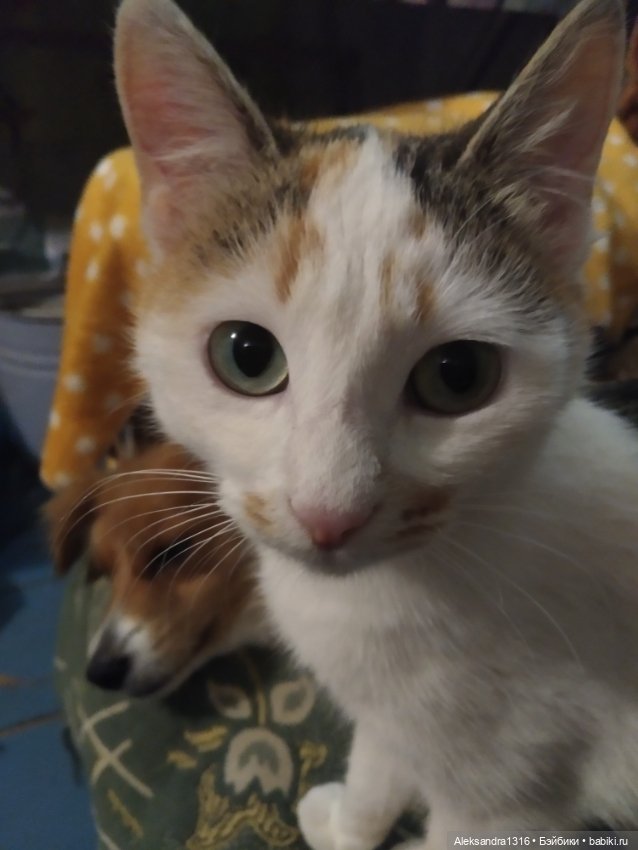 Пополнение семейства или — Домашние фото авторских игрушек: Тедди