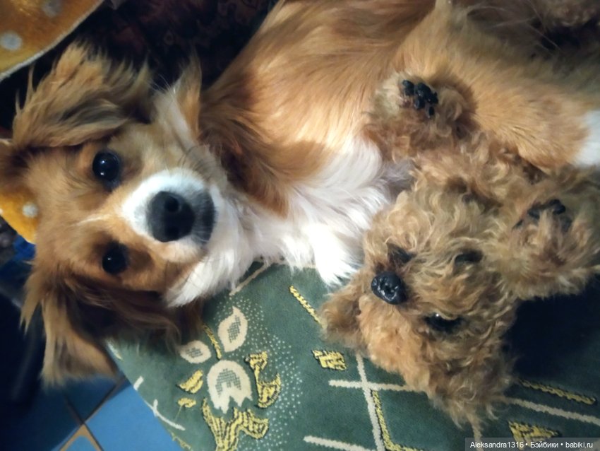 Пополнение семейства или — Домашние фото авторских игрушек: Тедди