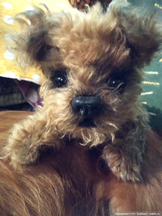 Пополнение семейства или — Домашние фото авторских игрушек: Тедди