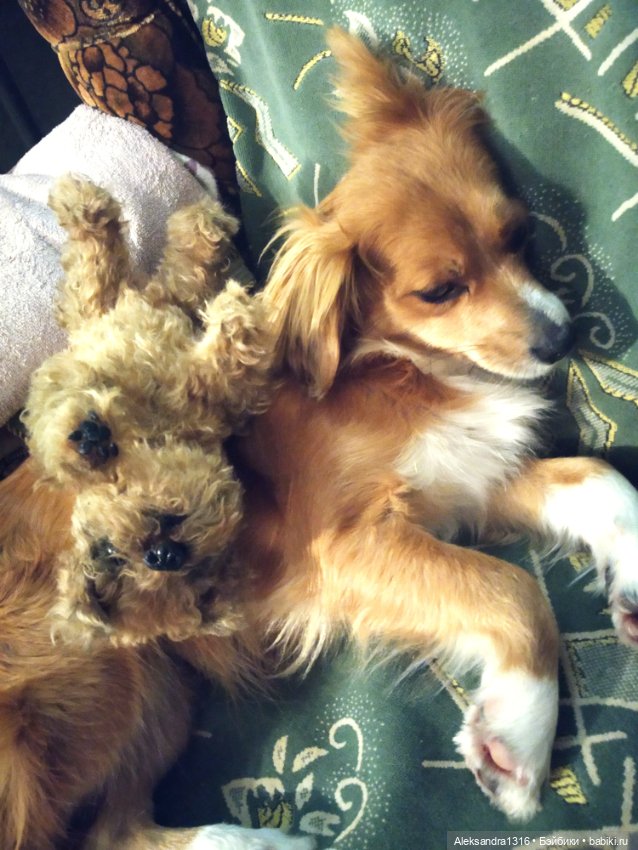 Пополнение семейства или — Домашние фото авторских игрушек: Тедди