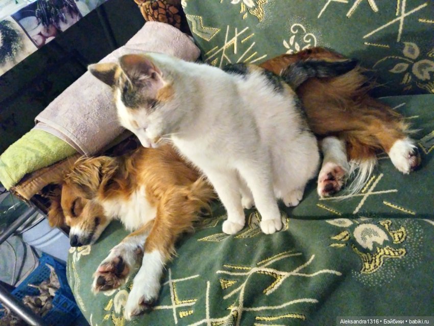 Пополнение семейства или — Домашние фото авторских игрушек: Тедди