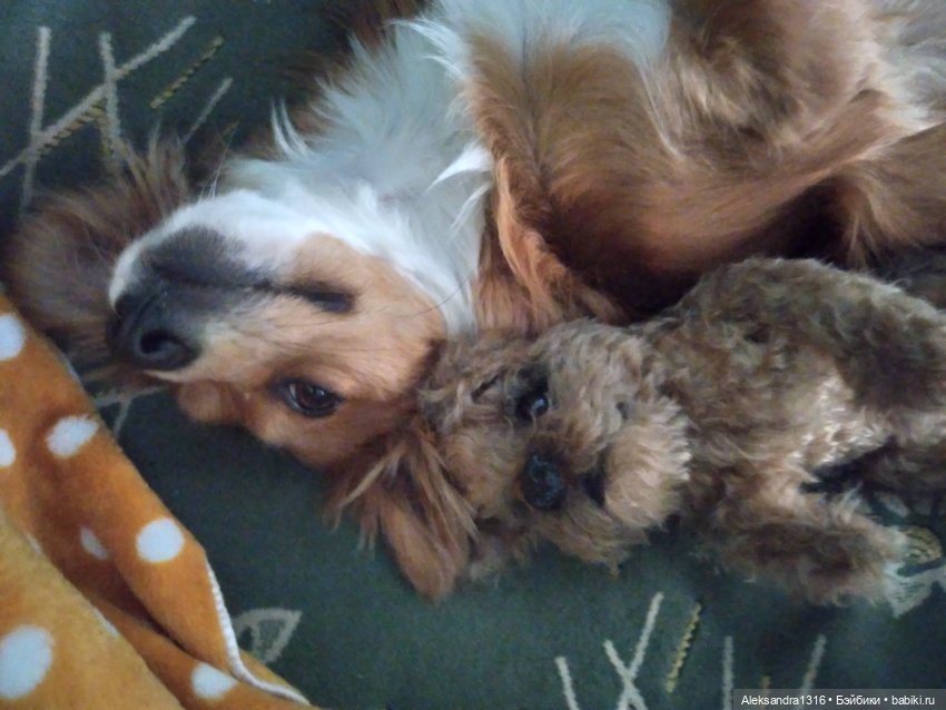 Пополнение семейства или — Домашние фото авторских игрушек: Тедди