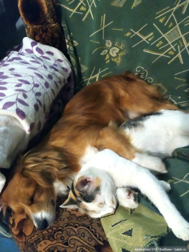 Пополнение семейства или — Домашние фото авторских игрушек: Тедди