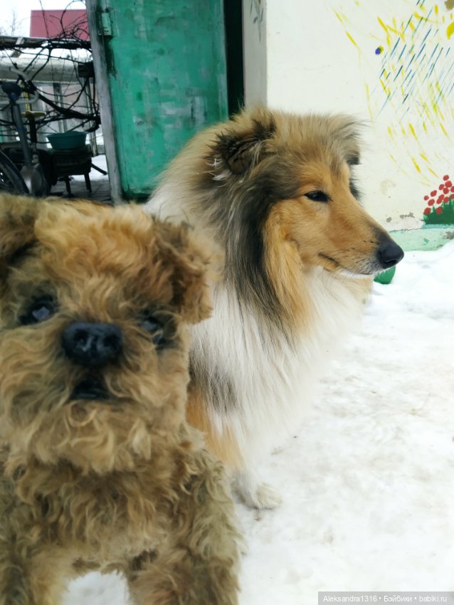 Пополнение семейства или — Домашние фото авторских игрушек: Тедди