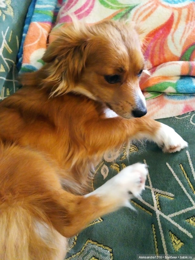 Пополнение семейства или — Домашние фото авторских игрушек: Тедди (фото 6)