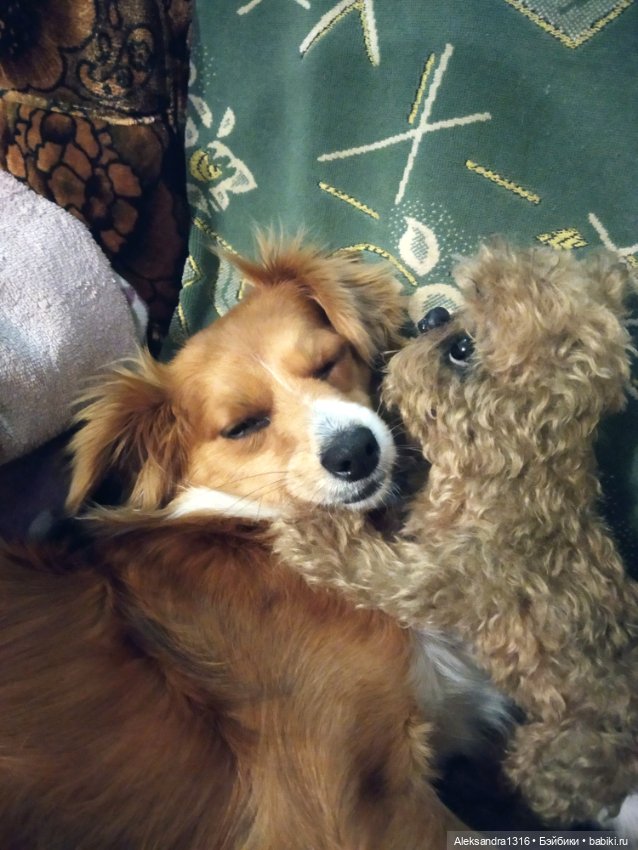 Пополнение семейства или — Домашние фото авторских игрушек: Тедди