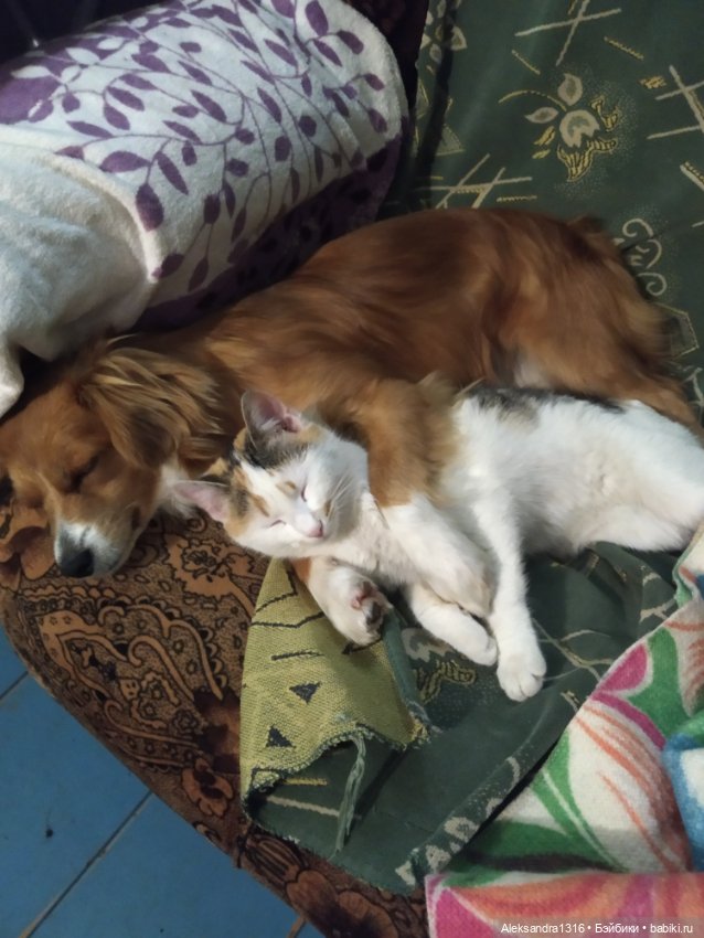 Пополнение семейства или — Домашние фото авторских игрушек: Тедди