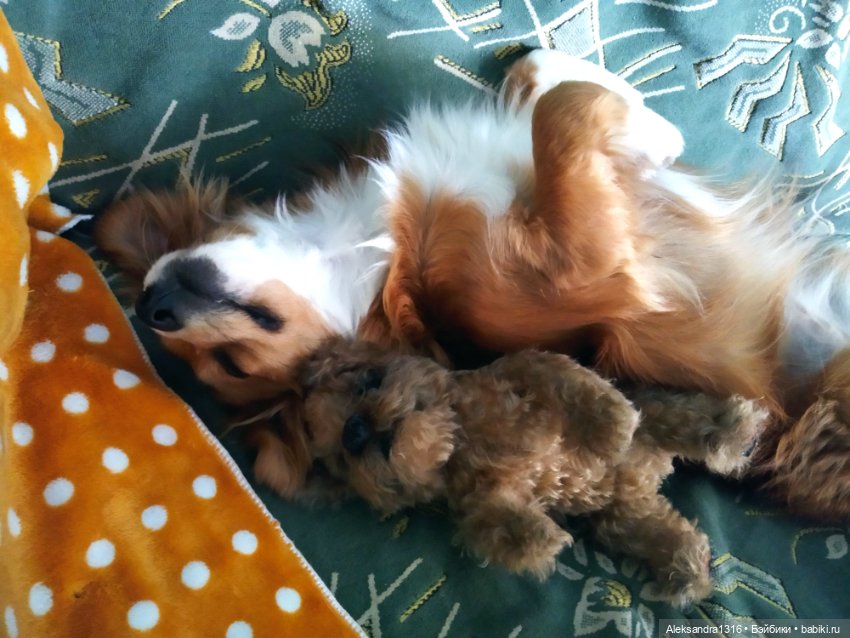 Пополнение семейства или — Домашние фото авторских игрушек: Тедди