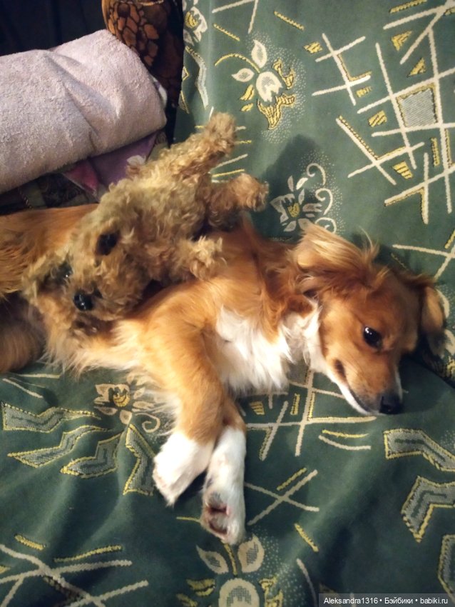 Пополнение семейства или — Домашние фото авторских игрушек: Тедди