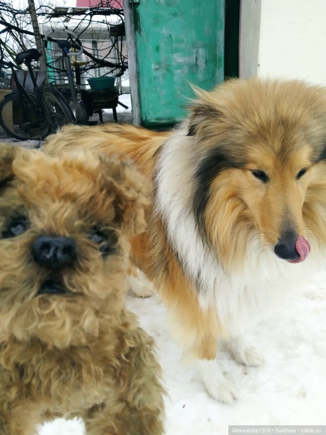 Пополнение семейства или — Домашние фото авторских игрушек: Тедди