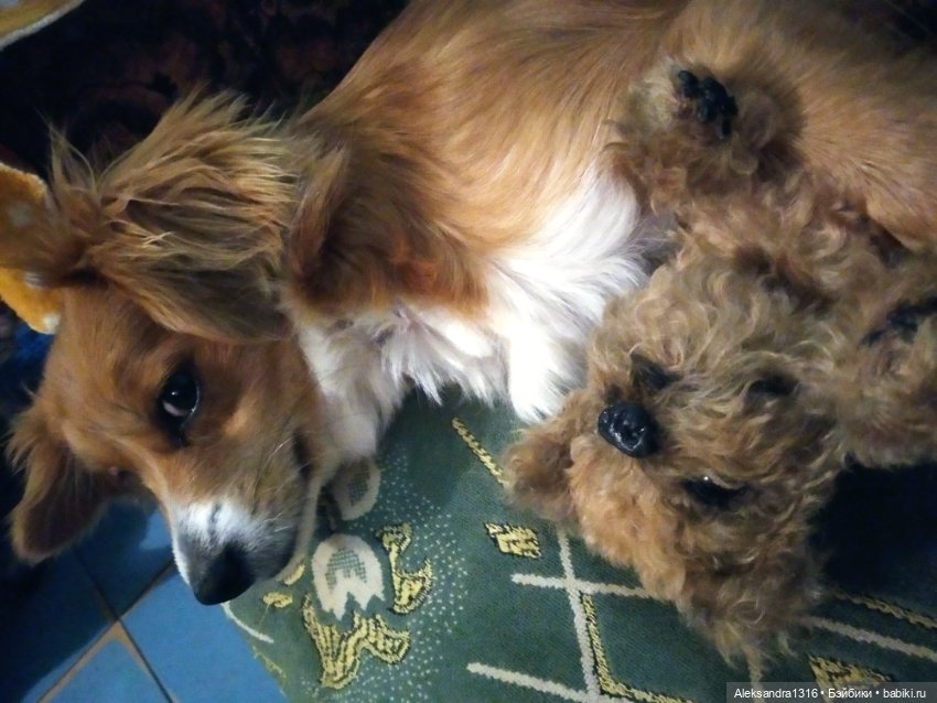 Пополнение семейства или — Домашние фото авторских игрушек: Тедди