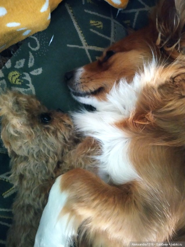 Пополнение семейства или — Домашние фото авторских игрушек: Тедди