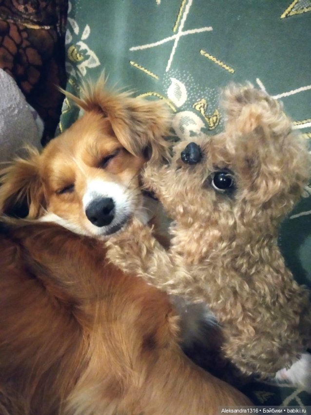 Пополнение семейства или — Домашние фото авторских игрушек: Тедди