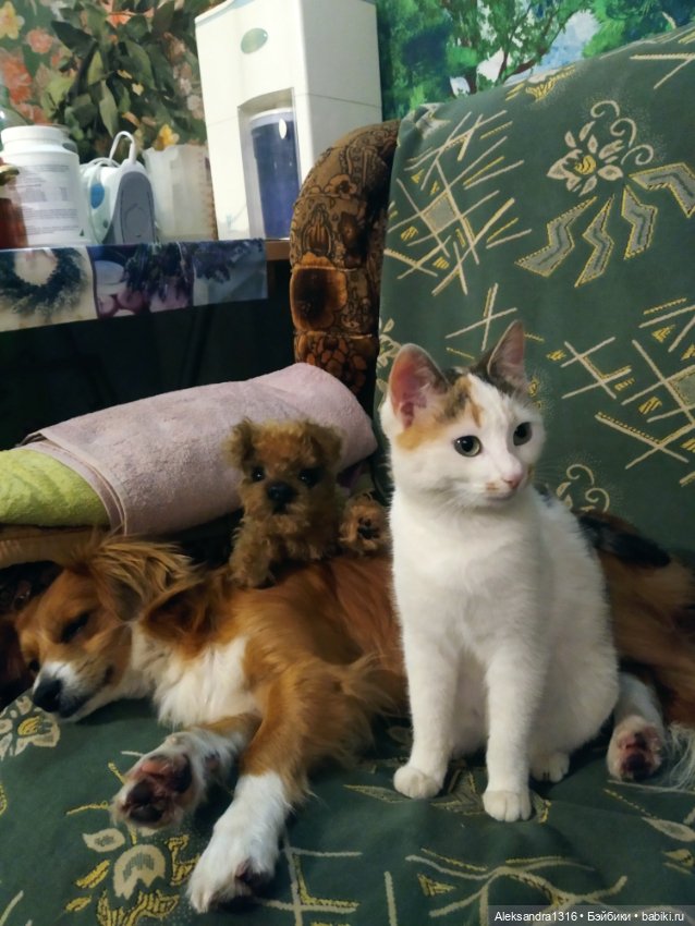 Пополнение семейства или — Домашние фото авторских игрушек: Тедди