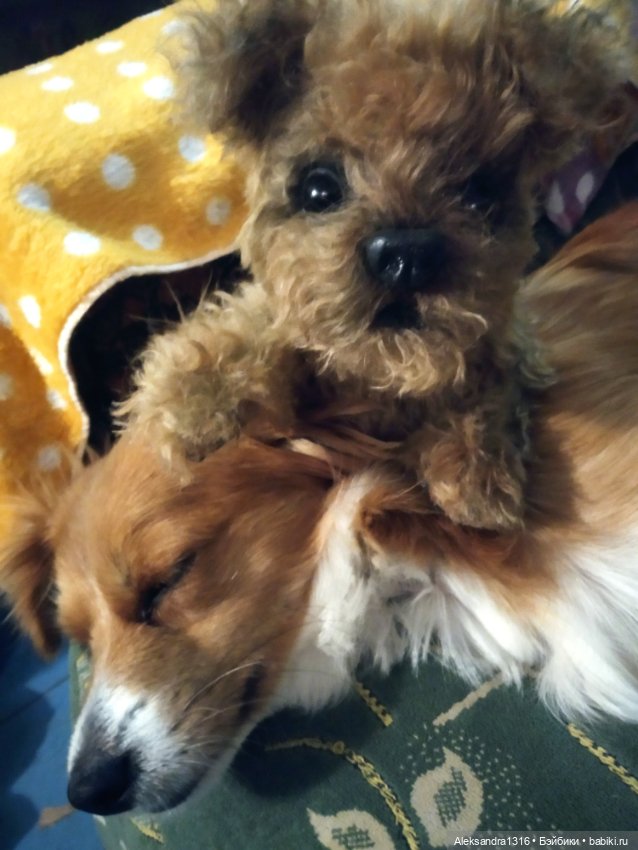 Пополнение семейства или — Домашние фото авторских игрушек: Тедди