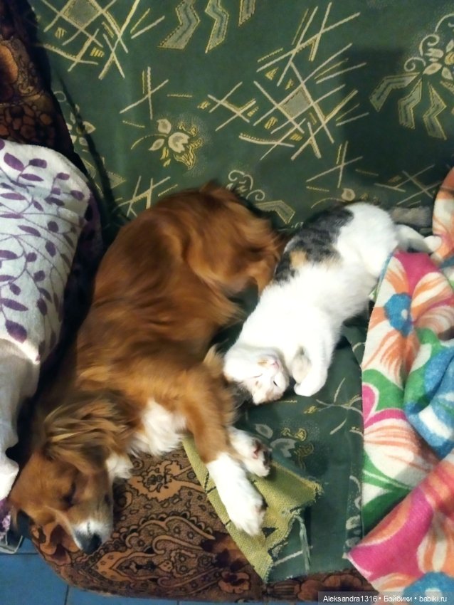 Пополнение семейства или — Домашние фото авторских игрушек: Тедди