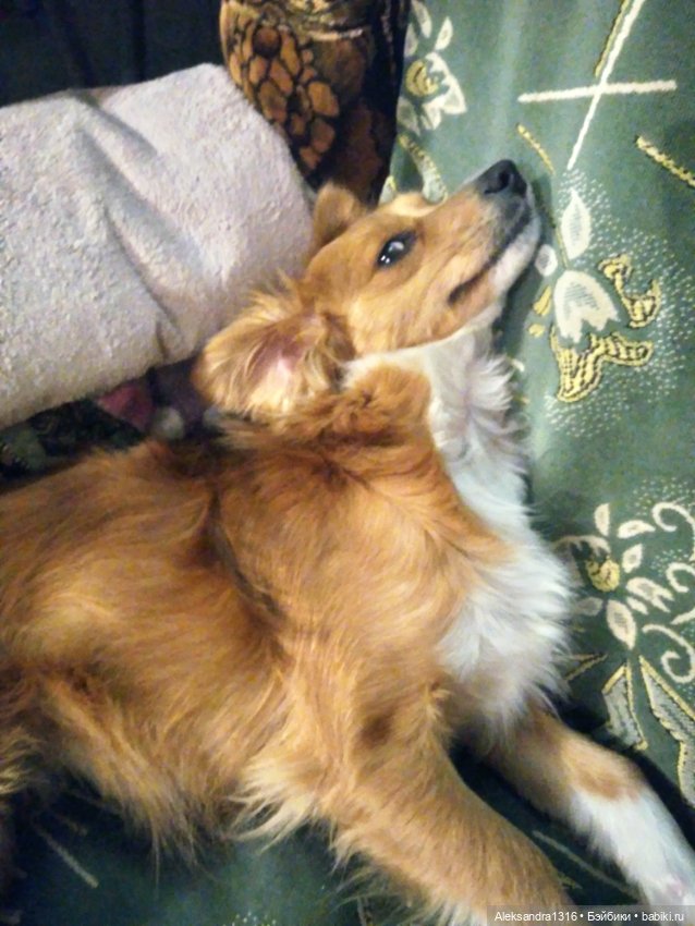 Пополнение семейства или — Домашние фото авторских игрушек: Тедди