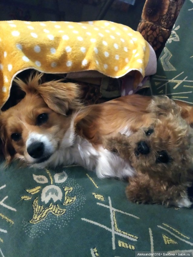 Пополнение семейства или — Домашние фото авторских игрушек: Тедди