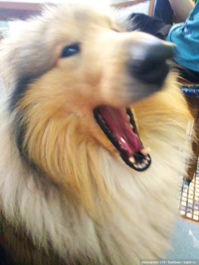 Пополнение семейства или — Домашние фото авторских игрушек: Тедди