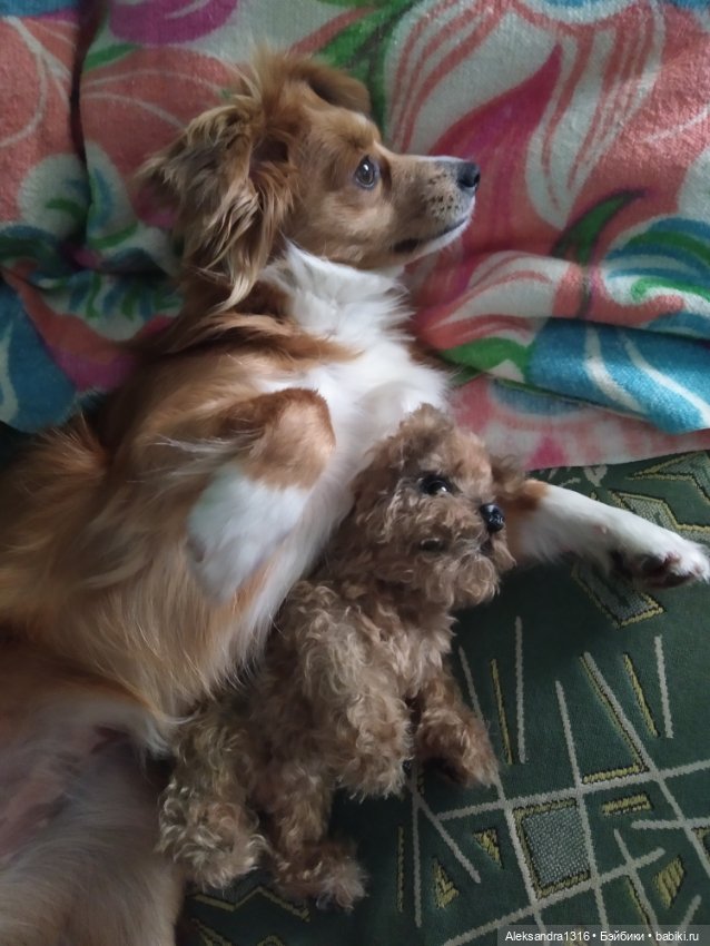 Пополнение семейства или — Домашние фото авторских игрушек: Тедди (фото 10)