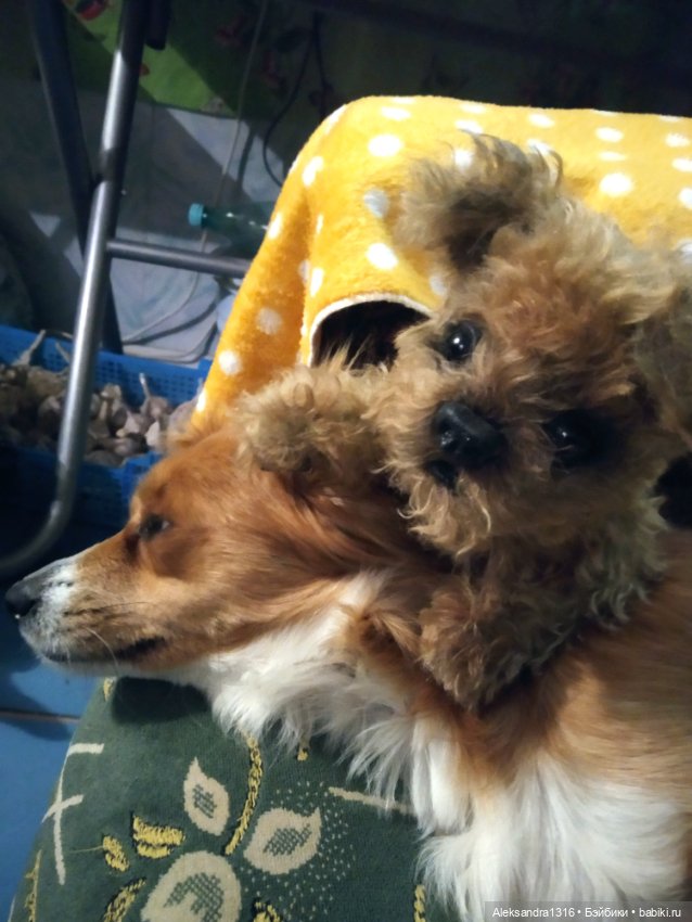 Пополнение семейства или — Домашние фото авторских игрушек: Тедди