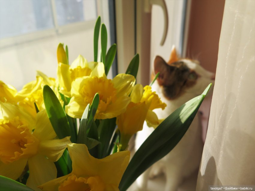 Весна, баболи и котики — Куклы Baboliy (Баболи