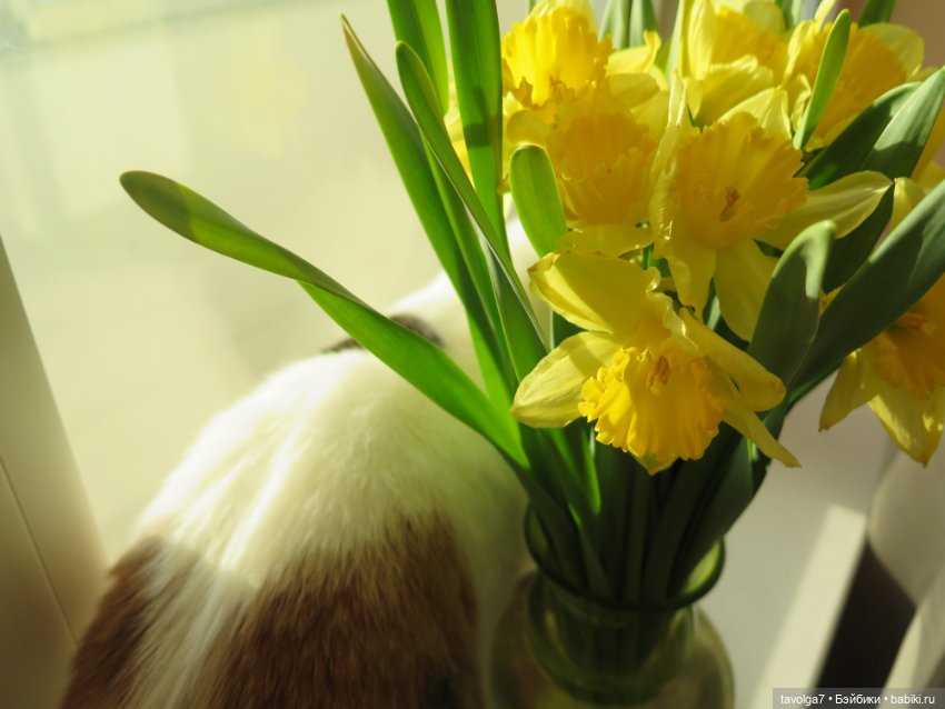 Весна, баболи и котики — Куклы Baboliy (Баболи (фото 7)