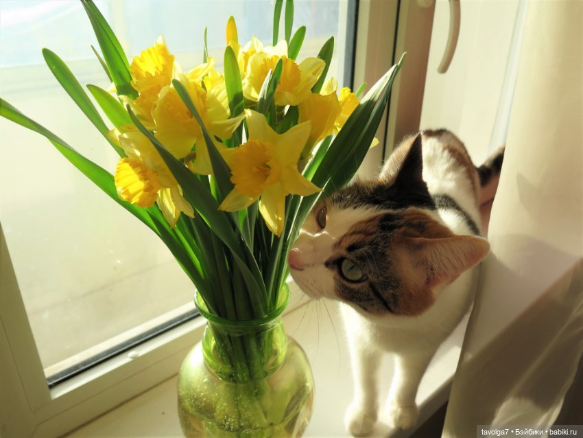 Весна, баболи и котики — Куклы Baboliy (Баболи (фото 10)