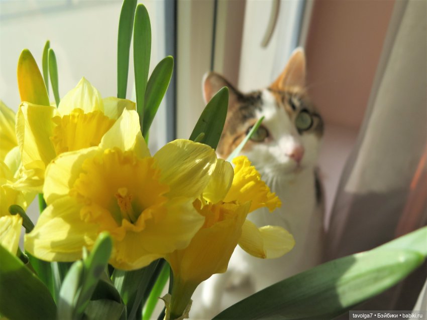 Весна, баболи и котики — Куклы Baboliy (Баболи