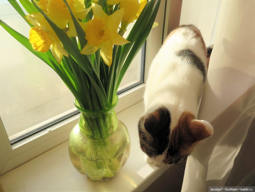 Весна, баболи и котики — Куклы Baboliy (Баболи