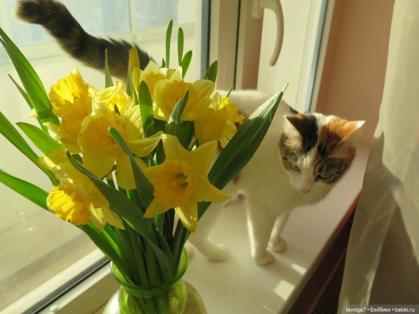 Весна, баболи и котики — Куклы Baboliy (Баболи (фото 8)