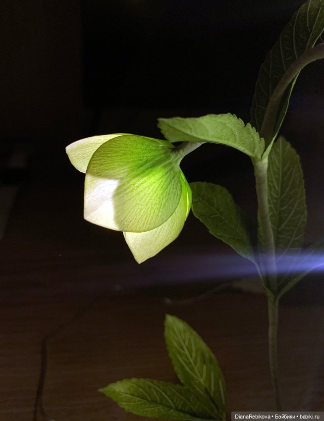 Морозники уже цветут! Приближаем весну (фото 7)