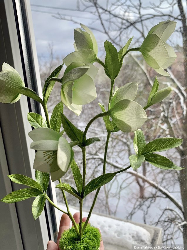 Морозники уже цветут! Приближаем весну (фото 5)