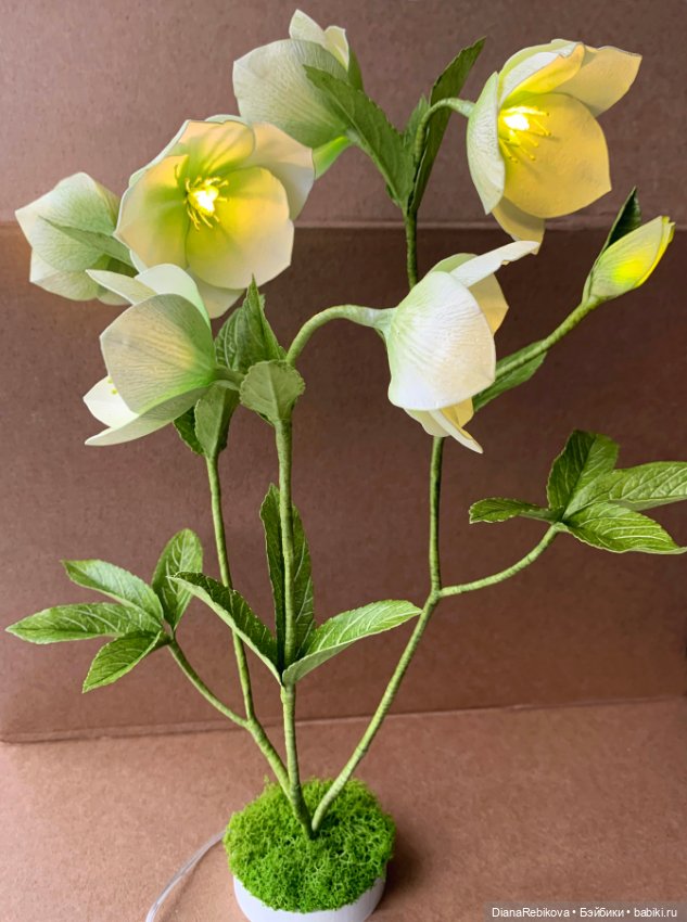 Морозники уже цветут! Приближаем весну (фото 2)