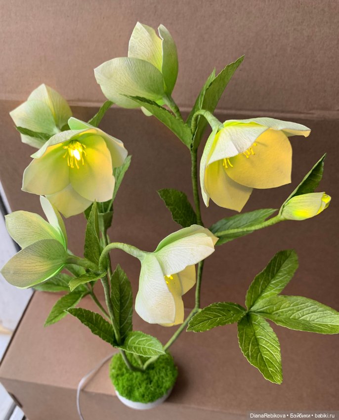 Морозники уже цветут! Приближаем весну (фото 3)