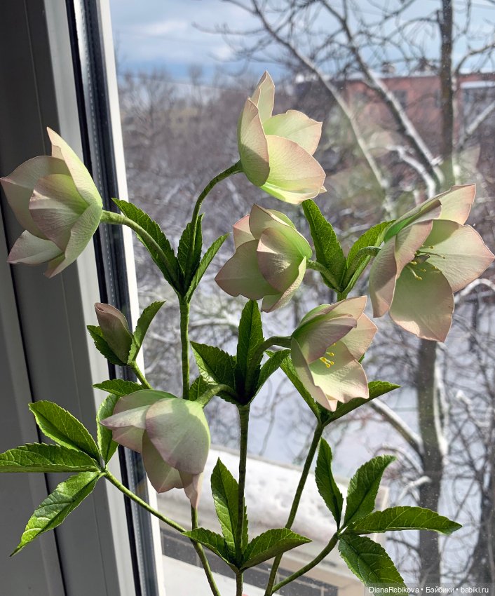 Морозники уже цветут! Приближаем весну (фото 9)