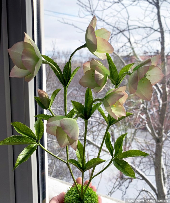 Морозники уже цветут! Приближаем весну (фото 8)