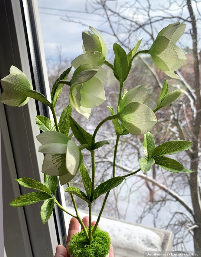 Морозники уже цветут! Приближаем весну