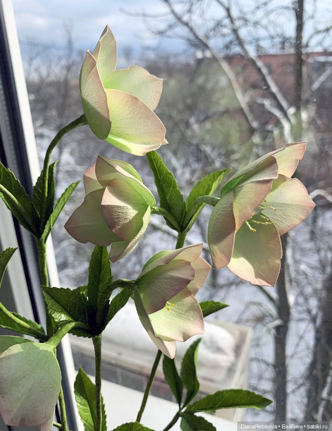 Морозники уже цветут! Приближаем весну (фото 10)