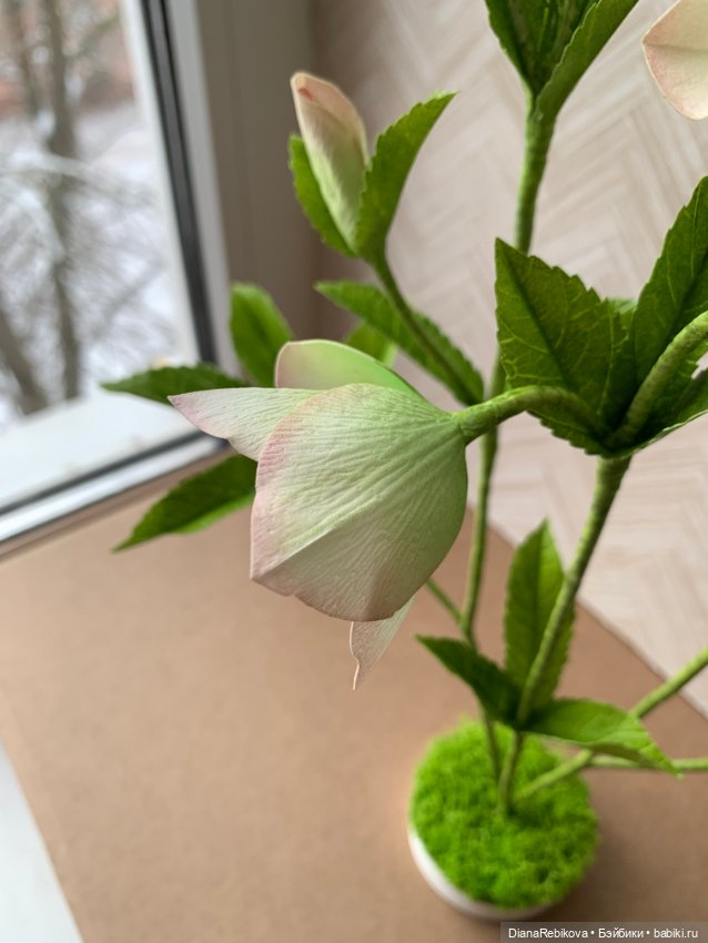 Морозники уже цветут! Приближаем весну