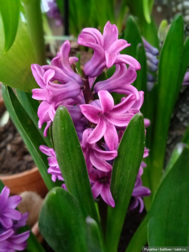 Репетиция весны с Асей — Российские куклы Весна (фото 3)