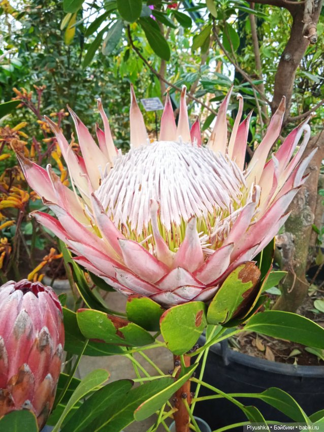 Репетиция весны с Асей — Российские куклы Весна (фото 7)