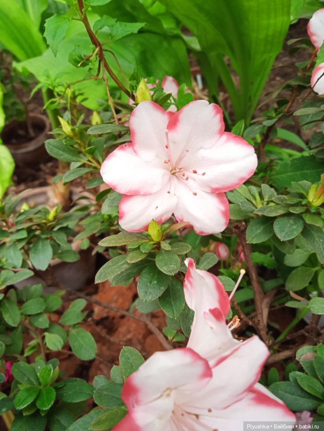 Репетиция весны с Асей — Российские куклы Весна