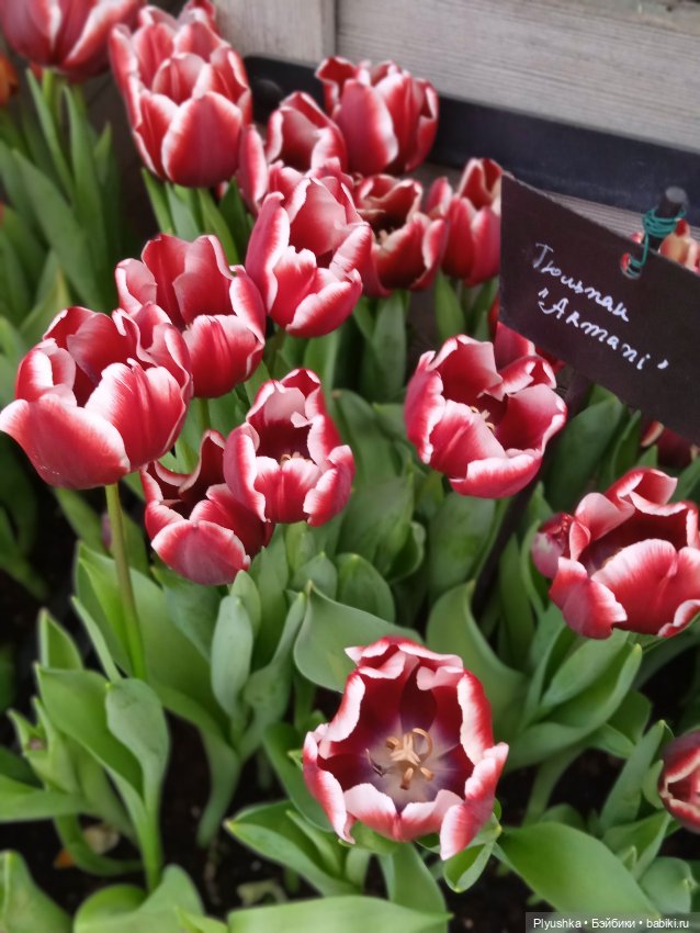 Репетиция весны с Асей — Российские куклы Весна