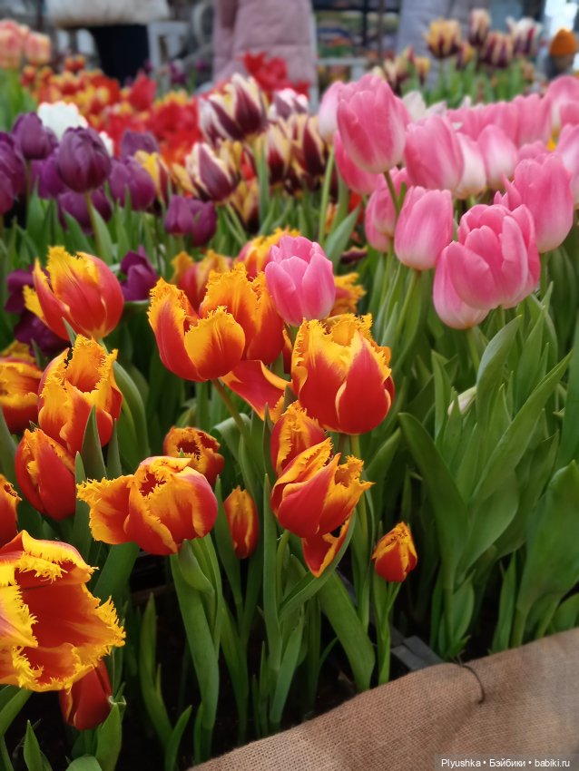 Репетиция весны с Асей — Российские куклы Весна