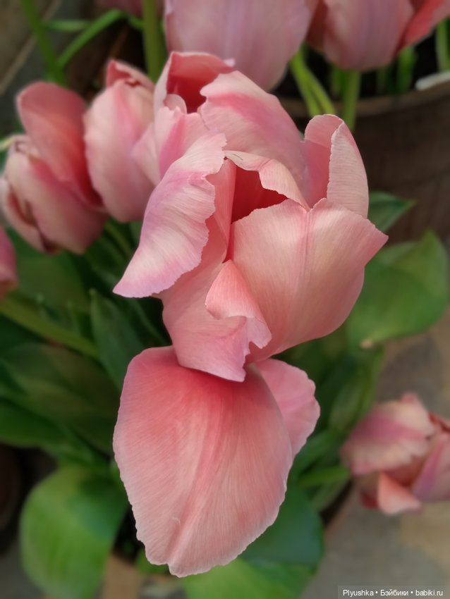 Репетиция весны с Асей — Российские куклы Весна