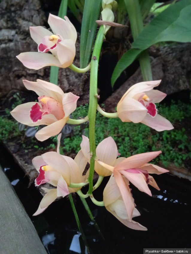 Репетиция весны с Асей — Российские куклы Весна