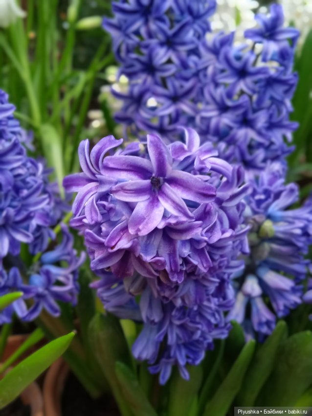 Репетиция весны с Асей — Российские куклы Весна